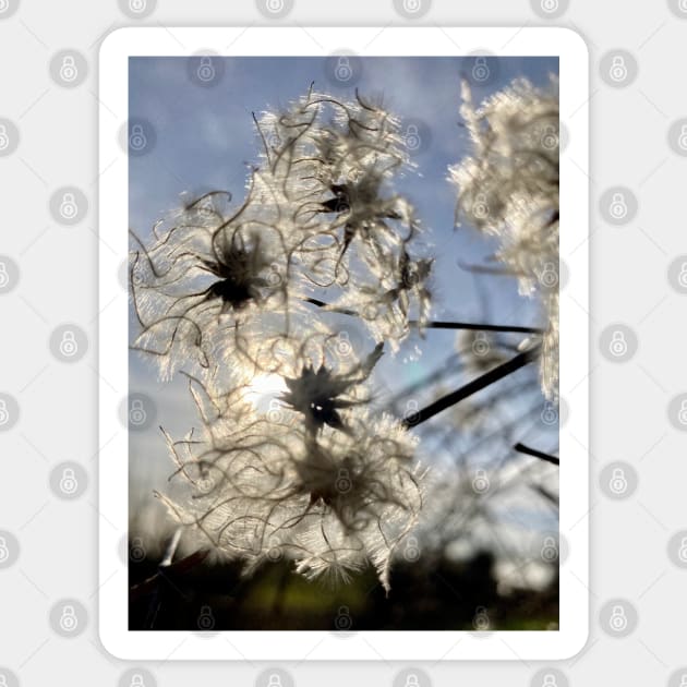 Sunlight through an Old Man's Beard - This Clematis is a Traveller's Joy Sticker by Bucklandcrafts